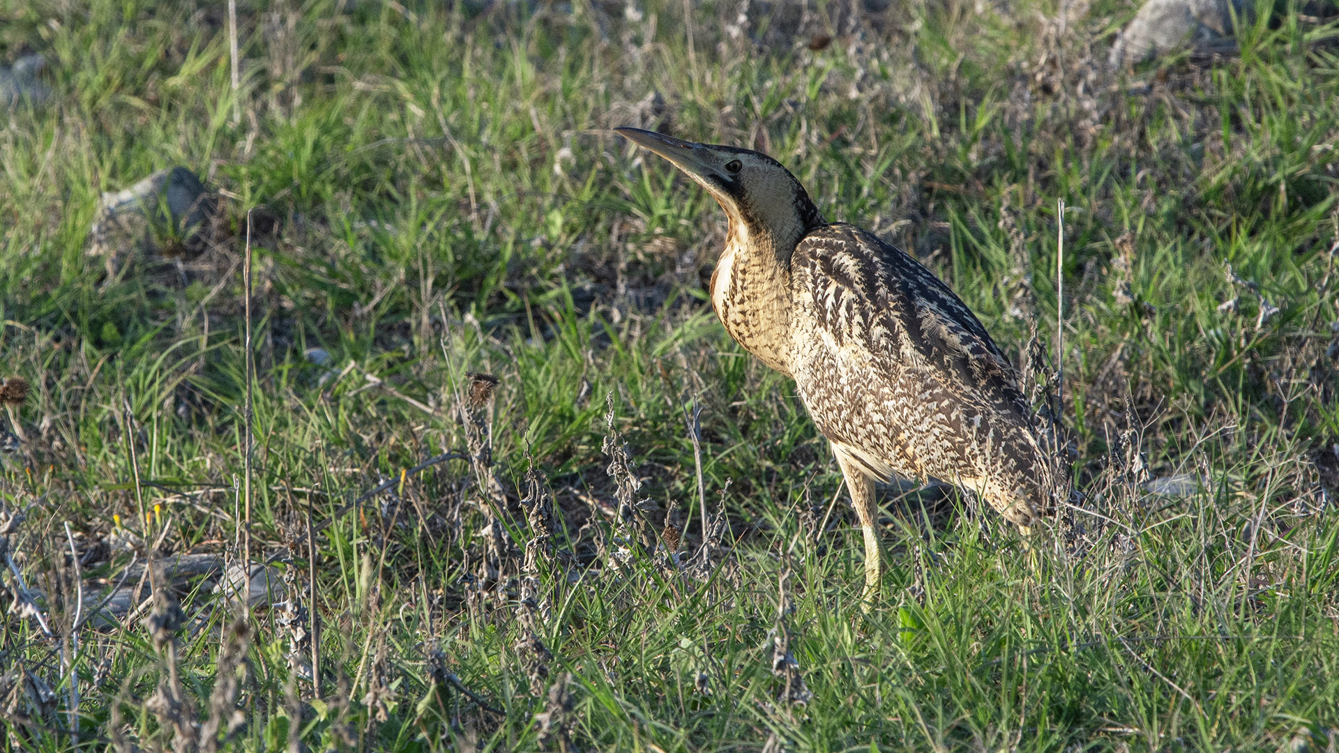 Great Bittern